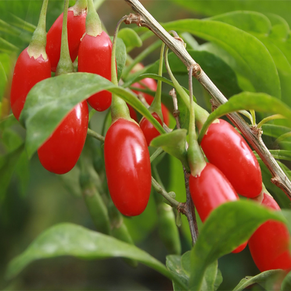 Може ли годжи бери да помогне за регулиране на теглото