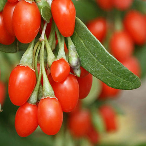 Годжи бери – вълшебни плодове